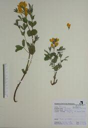 Thermopsis rhombifolia (Golden Bean): Golden Bean