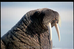 Walrus