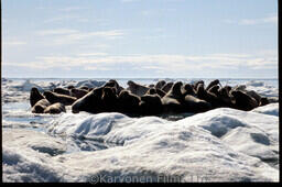 Walrus