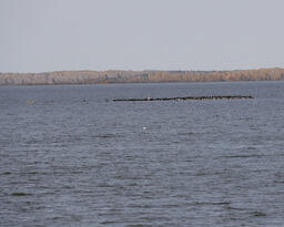 Larger Pelican Island, Sir Winston Churchill Provincial Park, Lac la Biche-03