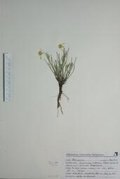   Hymenoxys richardsonii (Colorado Rubberweed)   