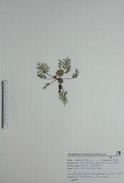Cymopterus acaulis (Plains Cymopterus): Plains Cymopterus