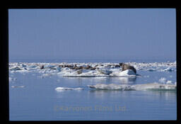 Walrus