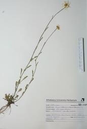 Chrysanthemum leucanthemum (Ox-eye Daisy): Ox-eye Daisy
