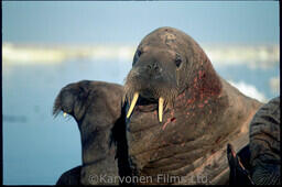 Walrus