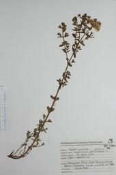 Hypericum perforatum (Com.St.John's-wort): Com.St.John's-wort