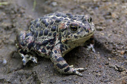 Boreal Toad, Baptiste Lake