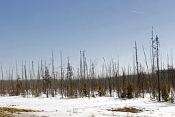 Tree Regeneration after Fire-01