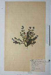   Euphorbia serpyllifolia (Milky small spurge)   