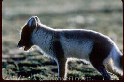 Arctic Fox