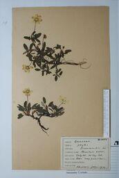   Dryas drummondi  (Yellow Dryad)   