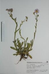  Erigeron glabellus  (Smooth Fleabane)  