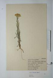 Erysimum asperum (Prairie Rocket): Prairie Rocket