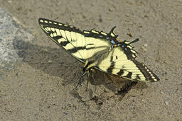 Puddling Behaviour of Canadian Tiger Swallowtail Butterfly-01