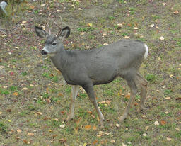 Young Buck-01
