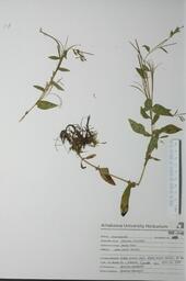 Elatine triandra (Water wort): Water wort