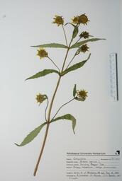 Bidens cernua (Nodding Beggar-ticks): Nodding Beggar-ticks