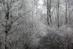 Hoarfrost on Trees and Shrubs at Baptiste Lake