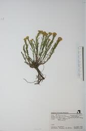   Gutierrezia sarothrae  (Broomweed)   