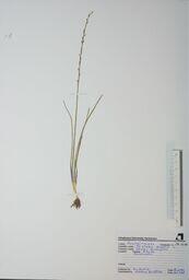   Triglochin palustris (Slender Arrow-grass)   