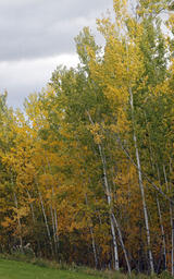 Polar Fall Colours, Baptiste Lake-02