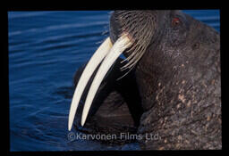 Walrus
