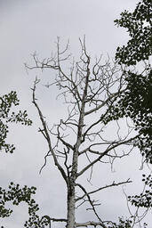 Dead Poplar Tree