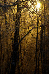 Yellow Sunrise Through the Trees-01