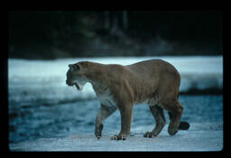 Cougar