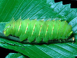 Caterpillar of a Polyphemus moth, Athabasca