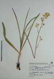   Zigadenus elegans  (White Camus)   