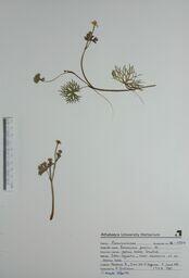  Ranunculus gmelinii  (Yellow Water Crowfoot)  