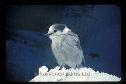 Gray Jay