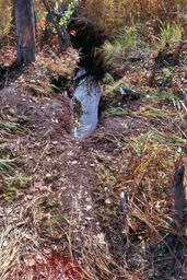Beaver Trail and Canal