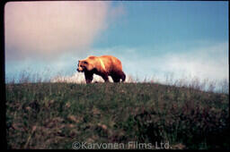 Grizzly Bear