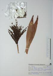 Phoenix roebelenii (Phoenix Palm): Phoenix Palm