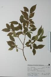  Ulmus americana (White Elm)  