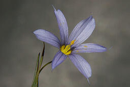 Blue-eyed Grass