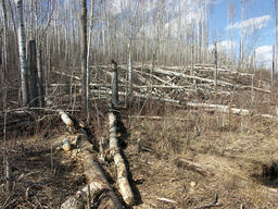 Hillside with Trees Cut Down by Beavers-01
