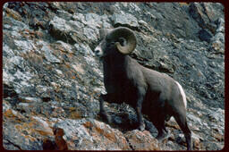 Bighorn Sheep - ram