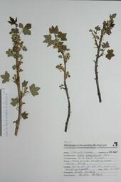 Ribes americanum (Wild Black Currant): Wild Black Currant