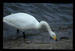 Whooper swans