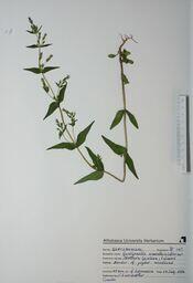 Gentianella amarella (Northern Gentian): Northern Gentian