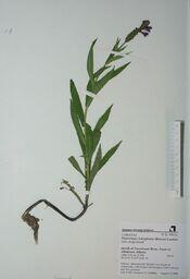 Physostegia ledinghamii (false dragonhead): false dragonhead