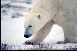 Polar Bear