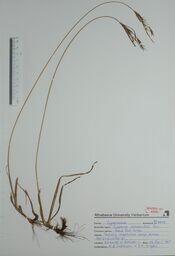 Cyperus schweinitzii (Sand Nut Grass): Sand Nut Grass