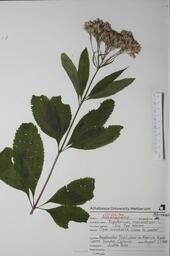 Eupatorium maculatum (Joe Pye Weed): Joe Pye Weed