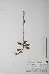 Goodyera repens (L.R.Snake Plantain): L.R.Snake Plantain