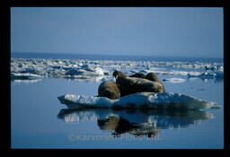 Walrus
