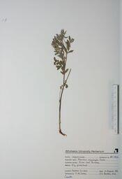 Psoralea argophylla (Silver-leaf Psoralea): Silver-leaf Psoralea
